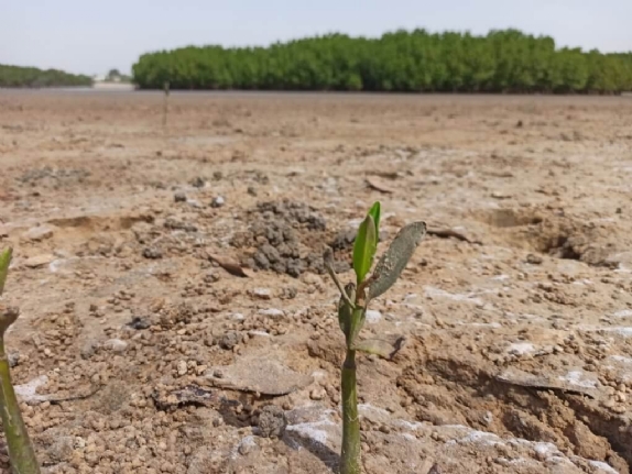 Bild von Gemeinsames Engagement für Mangrovenaufforstung in Senegal